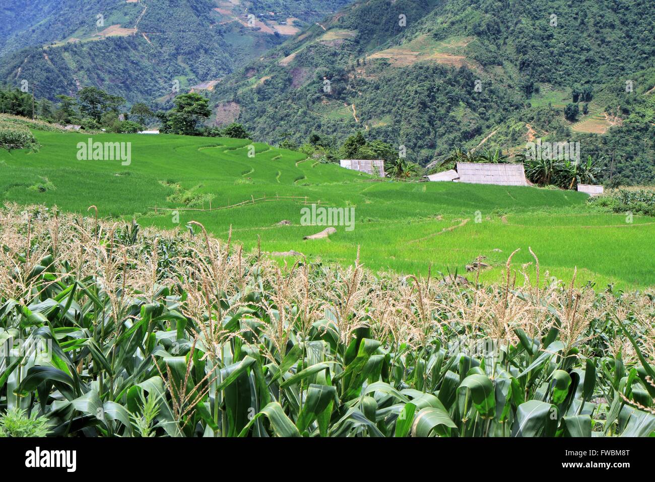 Cornfield e campo di riso vicino Giang Ta Chai, Sapa, Loa Cai, Vietnam Asia Foto Stock
