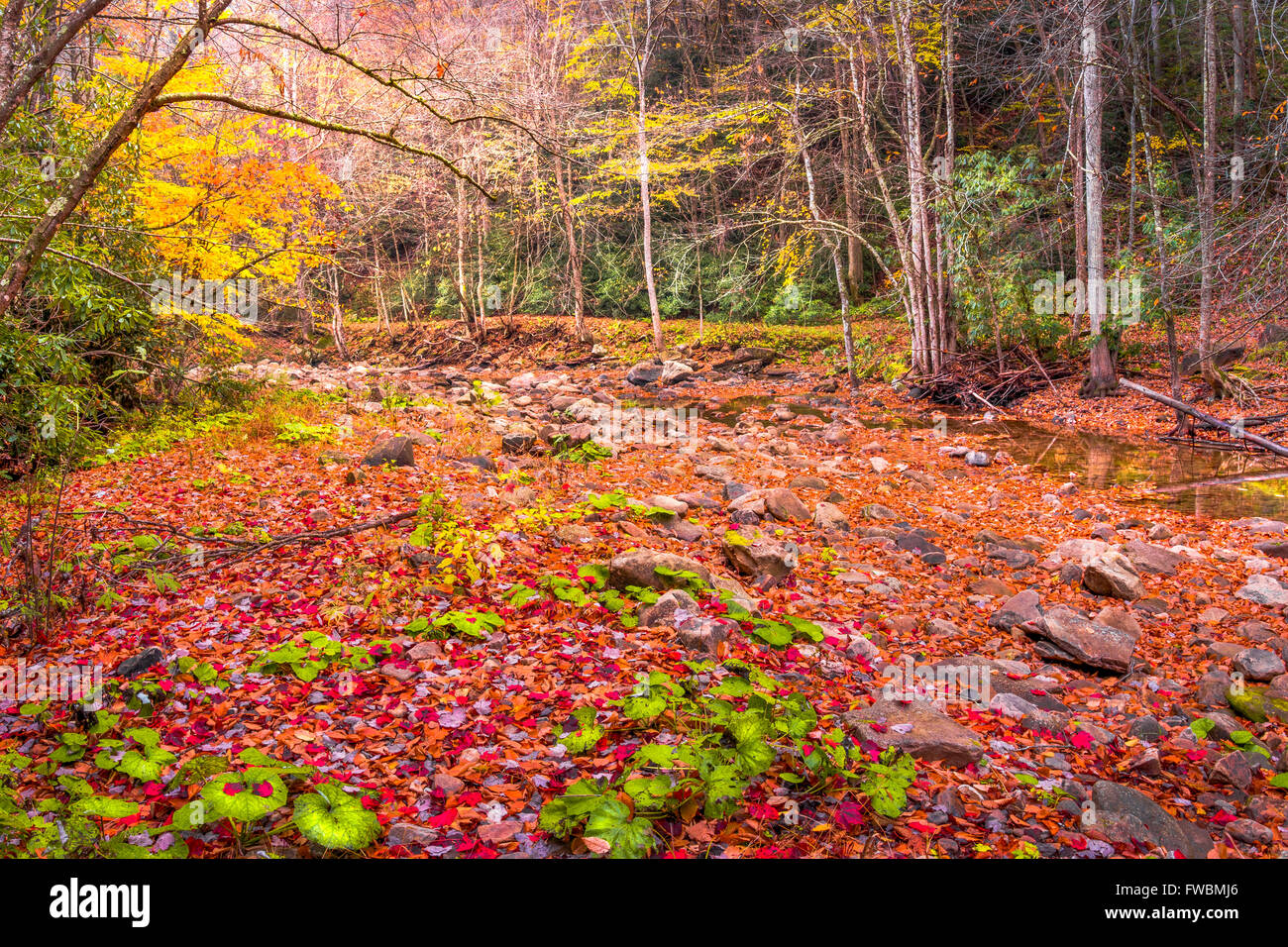 Un intreccio di colori autunnali si presenta sotto il baldacchino della foresta attraverso una tarda mattinata di luce. Foto Stock