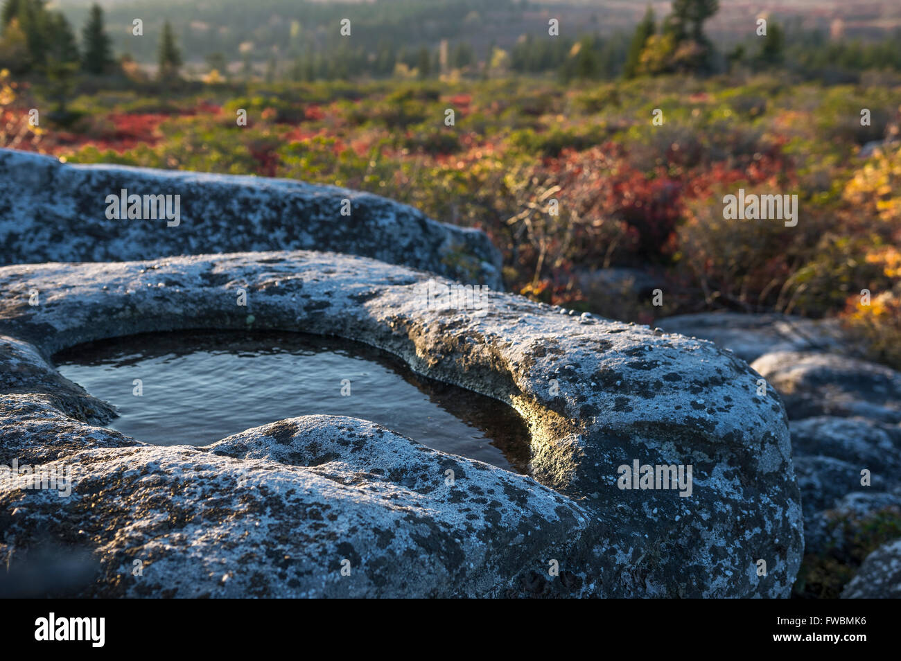 In prossimità di una piccola piscina di acqua in un masso di pietra trovati su una escursione nella luce del mattino contro il fogliame di autunno. Dolly zolle, West Virginia. Foto Stock