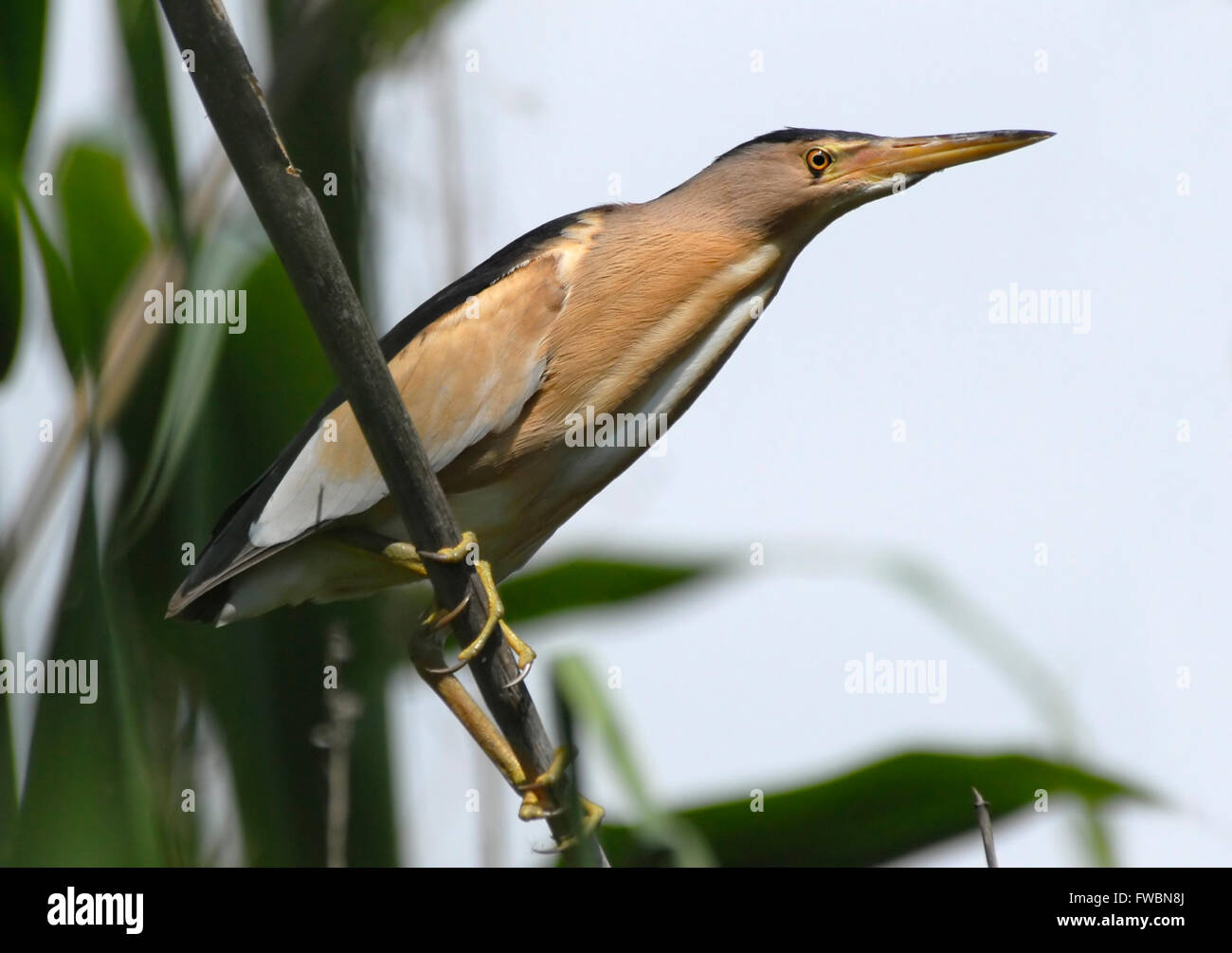 Si appollaia tarabusino a pettine in primavera Foto Stock