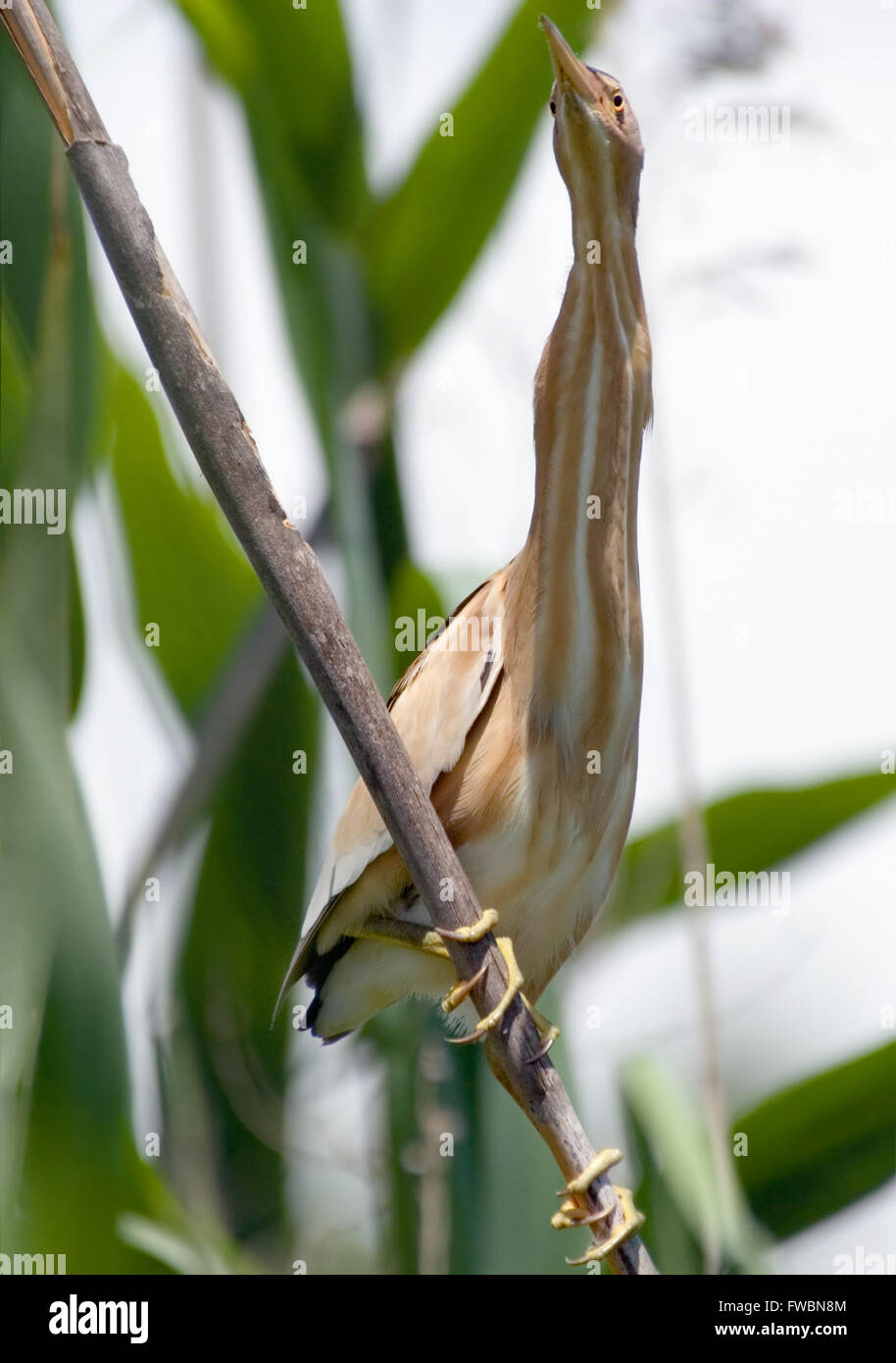 Si appollaia tarabusino (Ixobrychus minutus) a pettine in primavera. Lato, Turchia Foto Stock