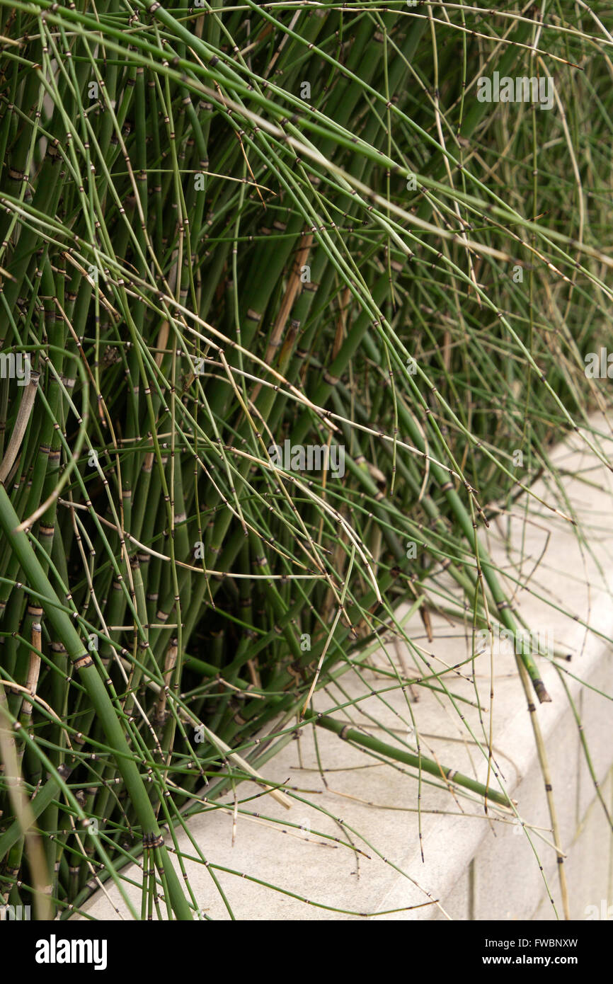 Close up di selvaggia e germogli di bambù che cresce su un muro di cemento Foto Stock