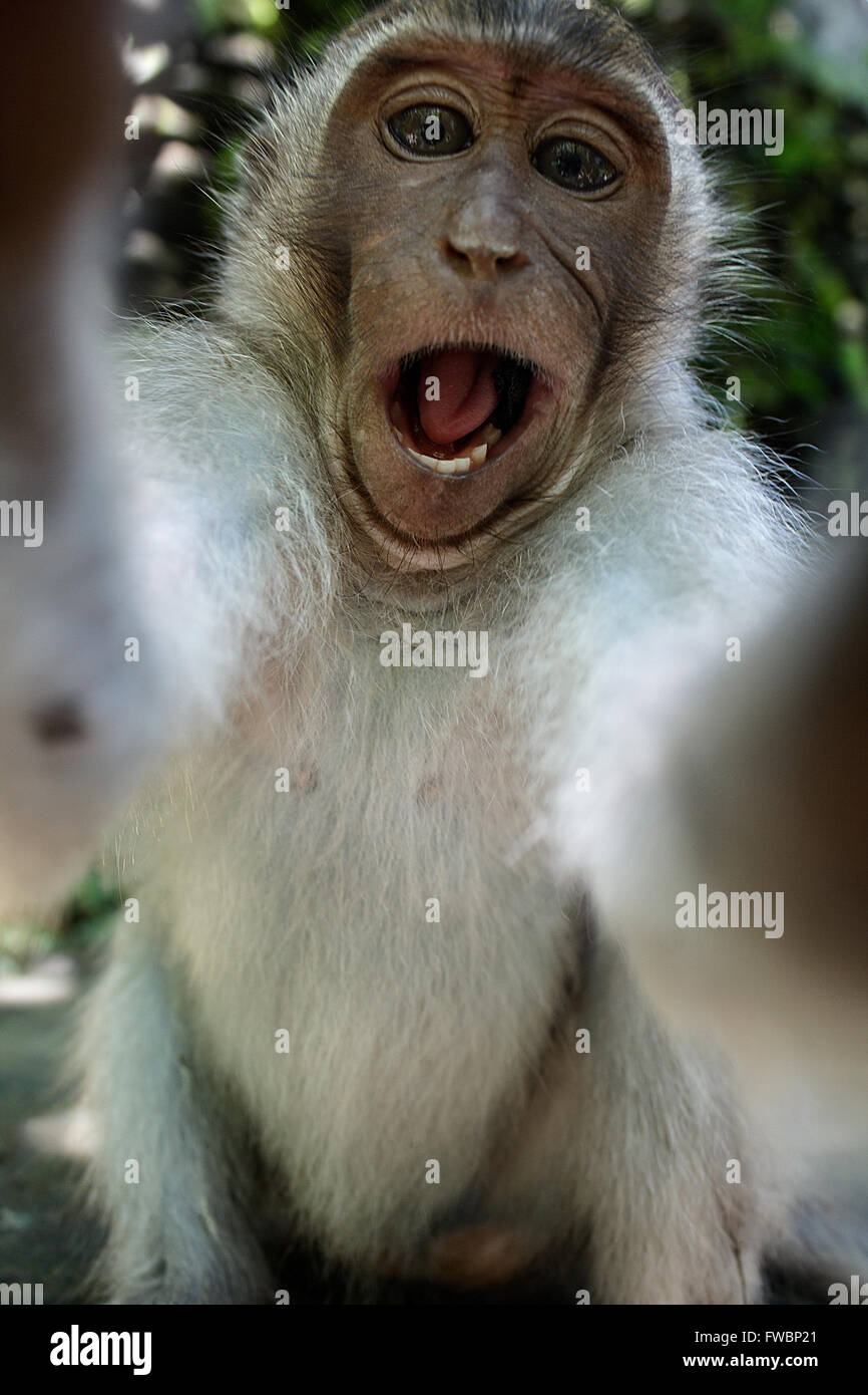 Monkey prendendo un selfie quando si tenta di rubare una telecamera. Monkey Forest, Ubud, Bali, Indonesia, Asia Foto Stock