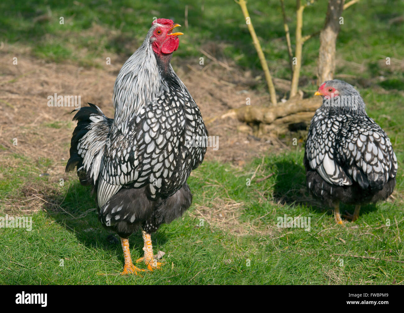 Argento-legare Wyandotte maschio intervallo libero in giardino Foto Stock