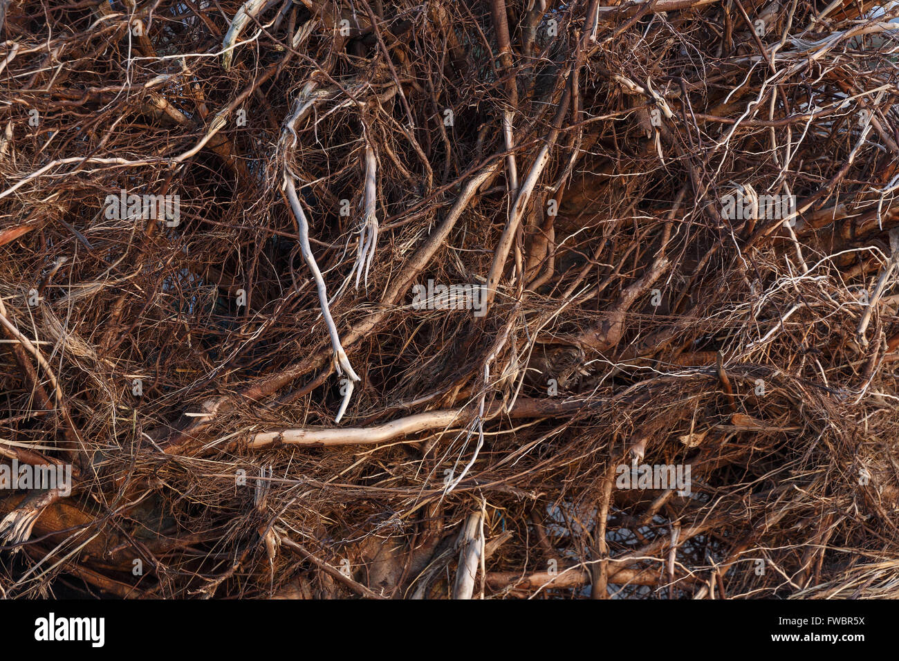 Il marrone scuro aggrovigliato albero radici per lo sfondo Foto Stock
