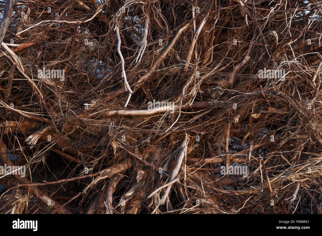 Il marrone scuro aggrovigliato albero radici per lo sfondo Foto Stock