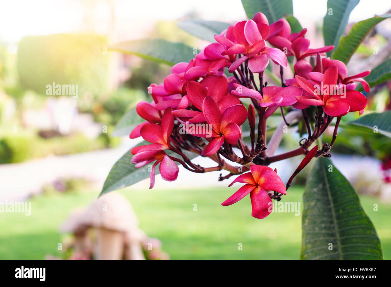 Red plumeria o frangipani fiori sull'albero in estate park Foto Stock