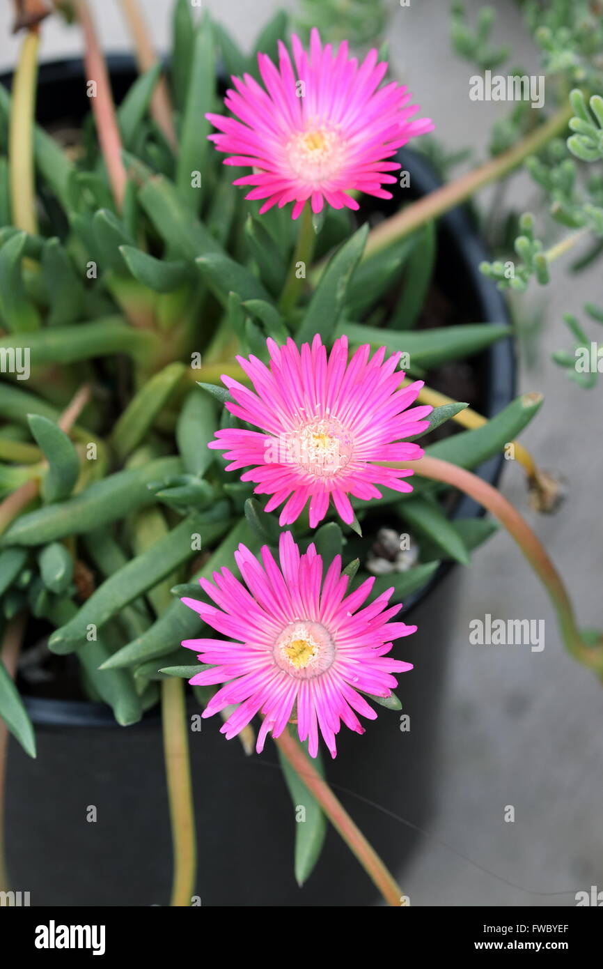 Macro shot di Cephalophyllum o noto come Lido Big Pink pieno fiore fiori Foto Stock