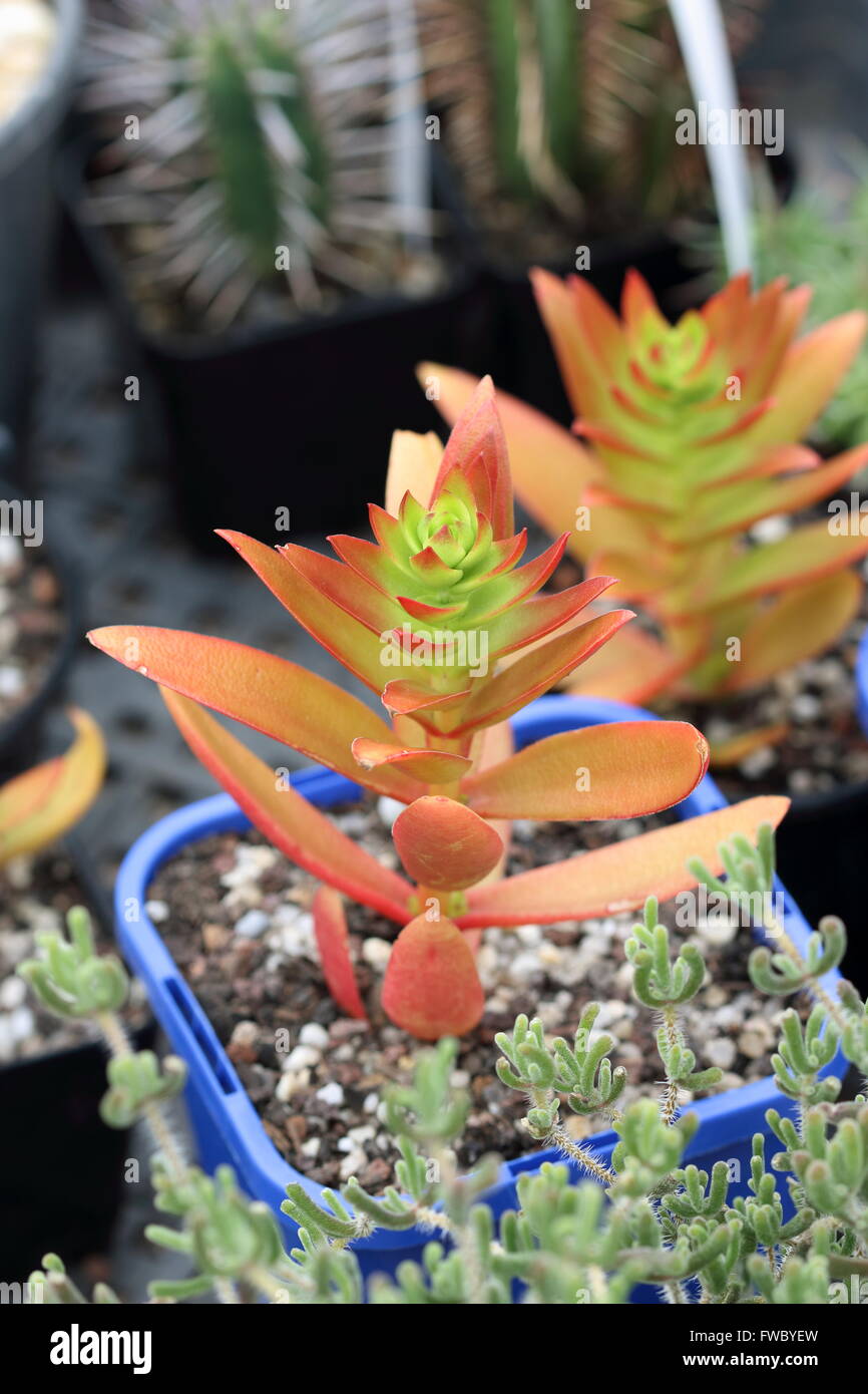 Crassula Capitella Campfire succulente Foto Stock