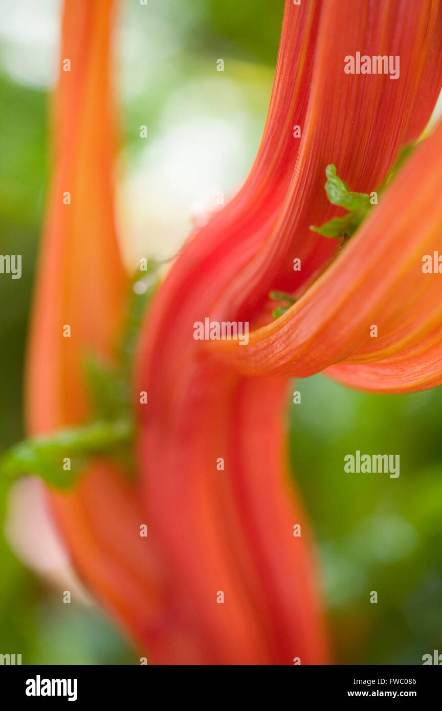 Una chiusura dello stelo e delle foglie della pianta Ruby Chard mostrante la riccamente colorata o foglie colorate e lo stelo di questo vegetale. Foto Stock