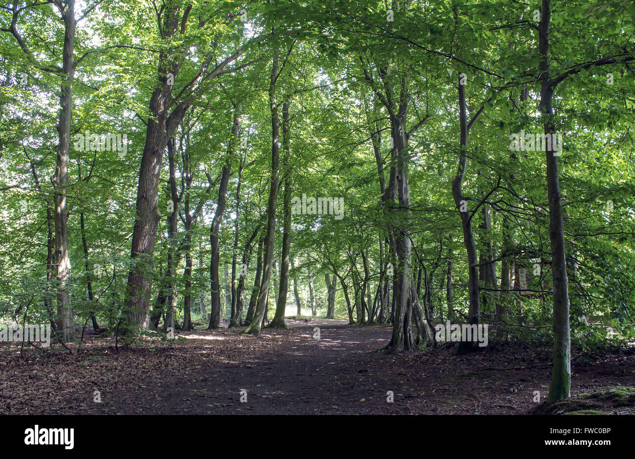 Passaggio di foresta Foto Stock