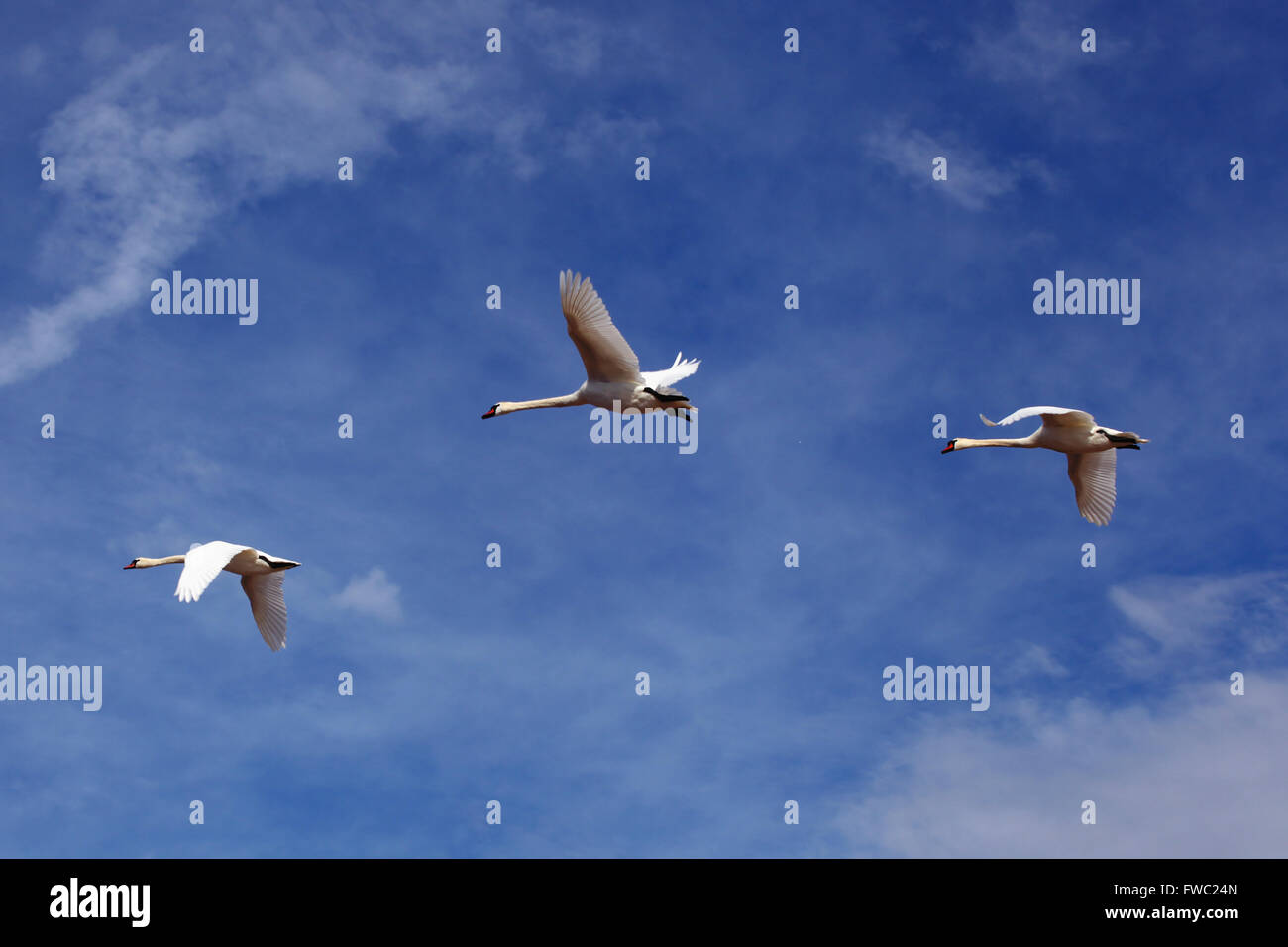 Tre splendidi cigni bianchi battenti in una luce blu cielo nuvoloso. Simbolo della cooperazione nordica. Foto Stock