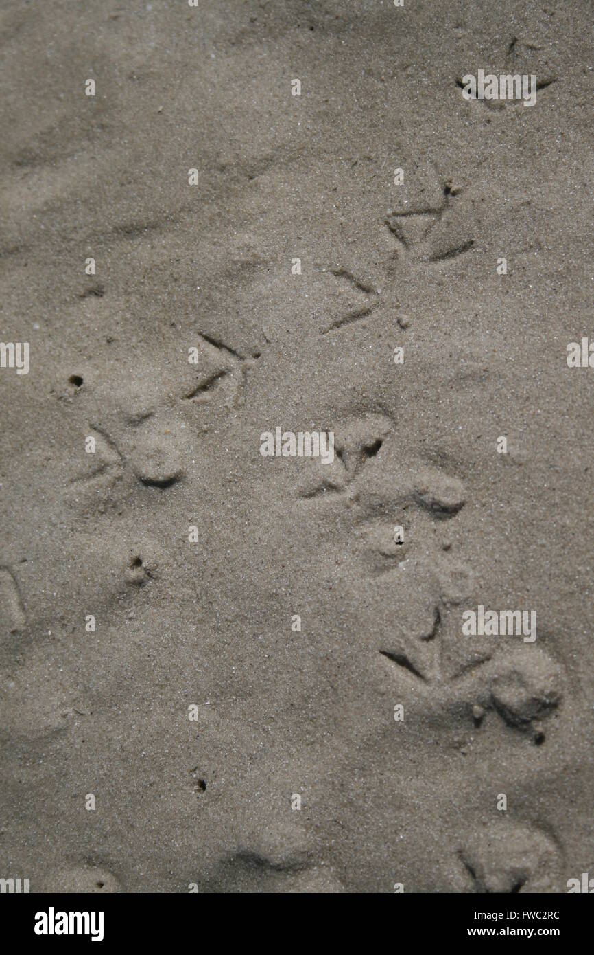 Sea Gull Stampa sulla spiaggia di sabbia Foto Stock