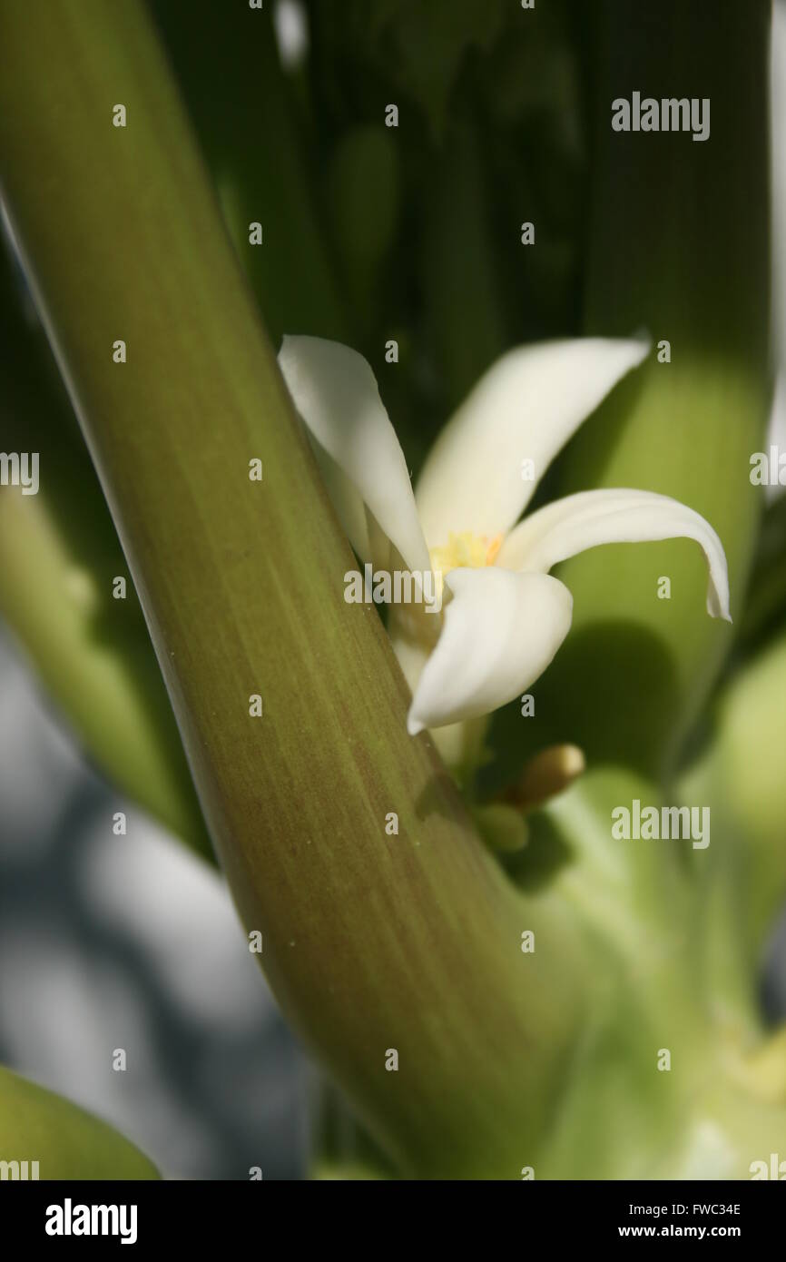 Close up della zampa della zampa fiore Foto Stock