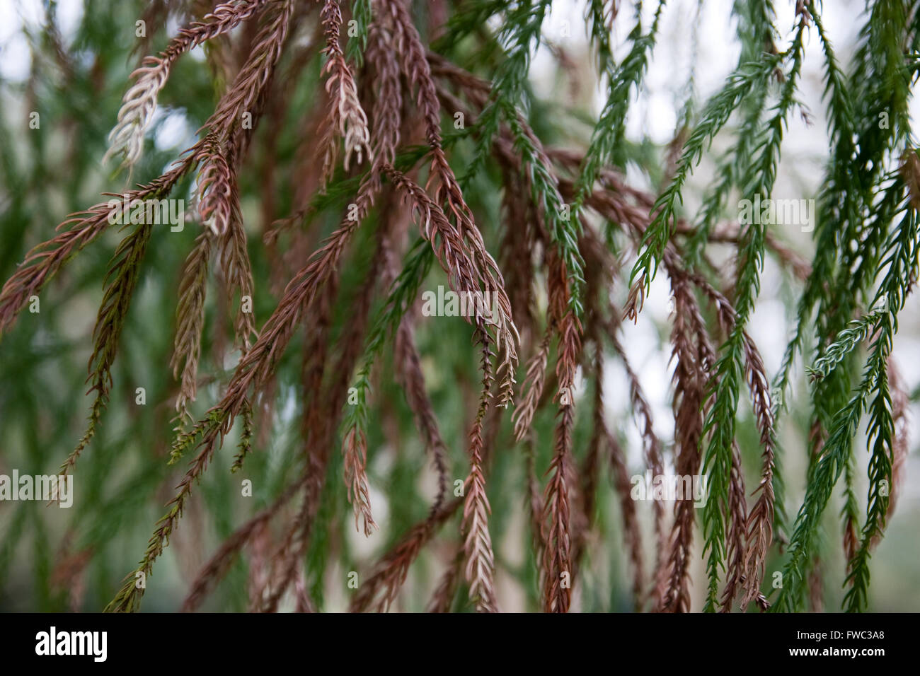 Cedro giapponese foglie close up Foto Stock