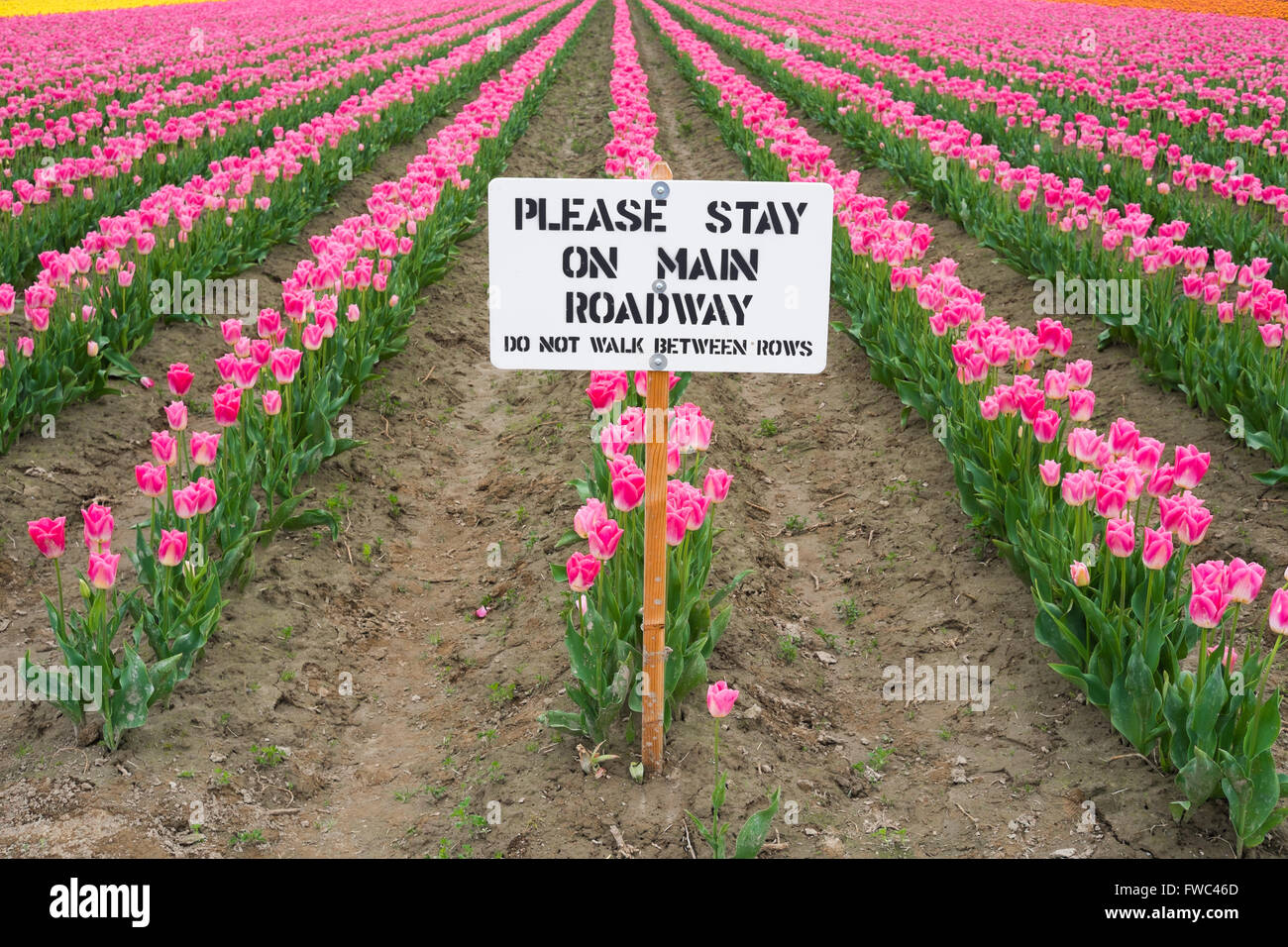 Vibrante e colorata tulipani nel campo con piste fangose e un segno che legge, "Si prega di rimanere sulla strada principale" Foto Stock