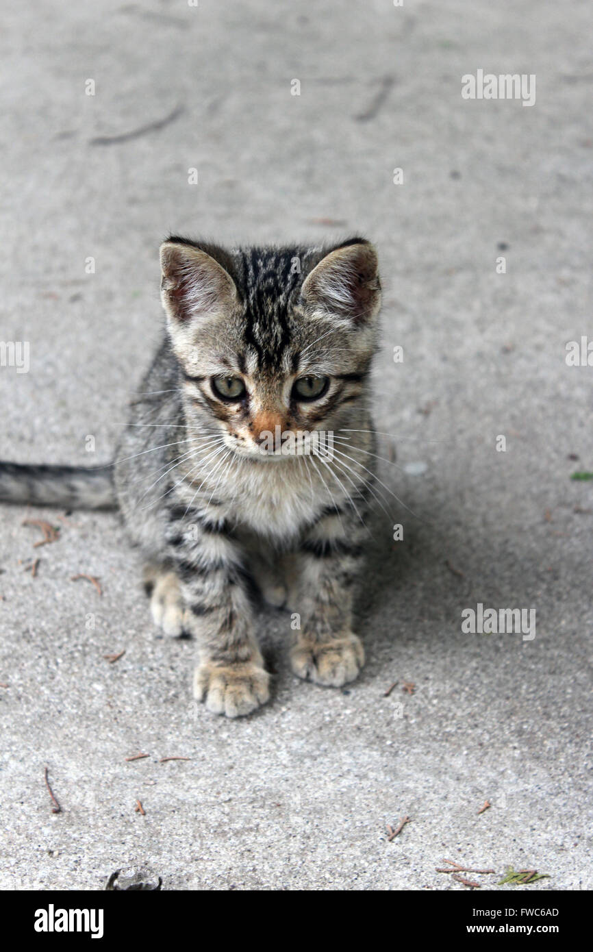 Un giocoso poco gattino Foto Stock Un giocoso poco gattino Foto Stock