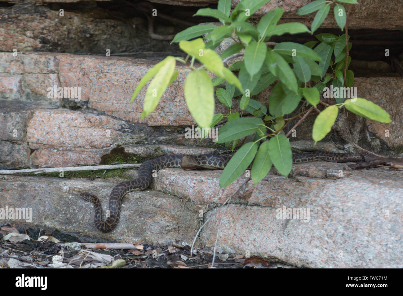 Fotografia di un selvaggio python nel Queensland, Australia. Foto Stock