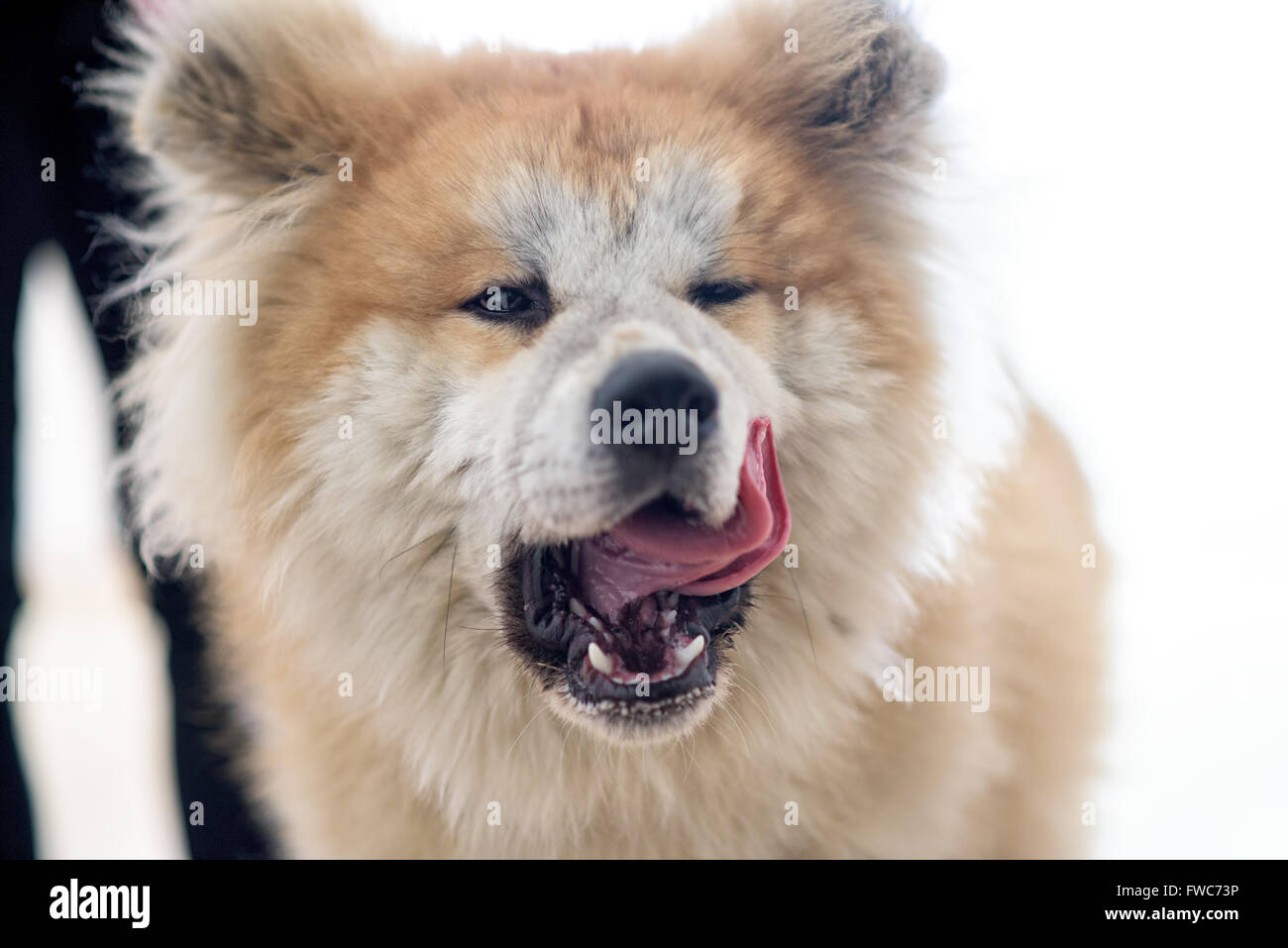 Ritratto di Akita Inu Foto Stock