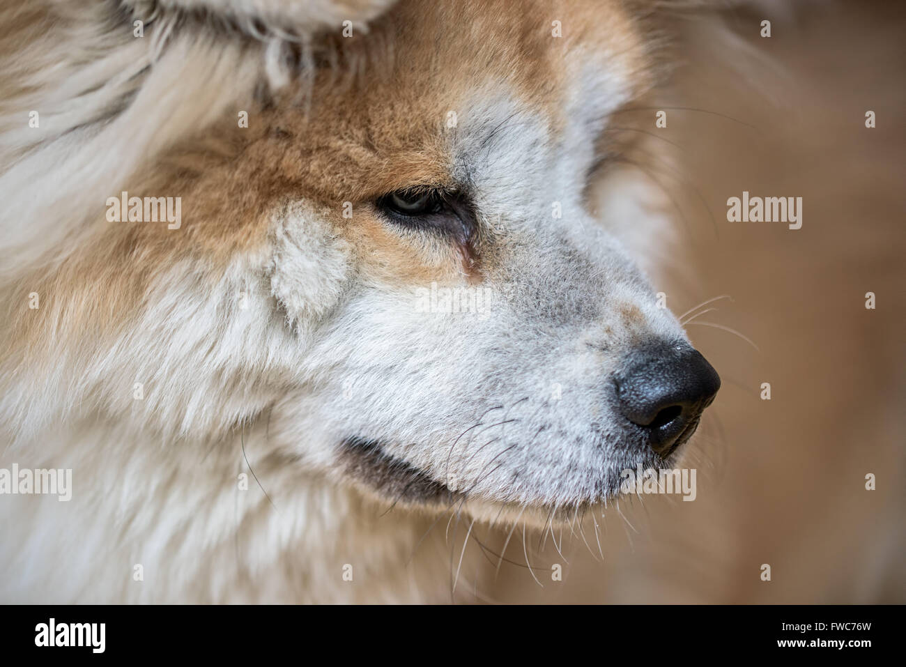 Ritratto di Akita Inu Foto Stock