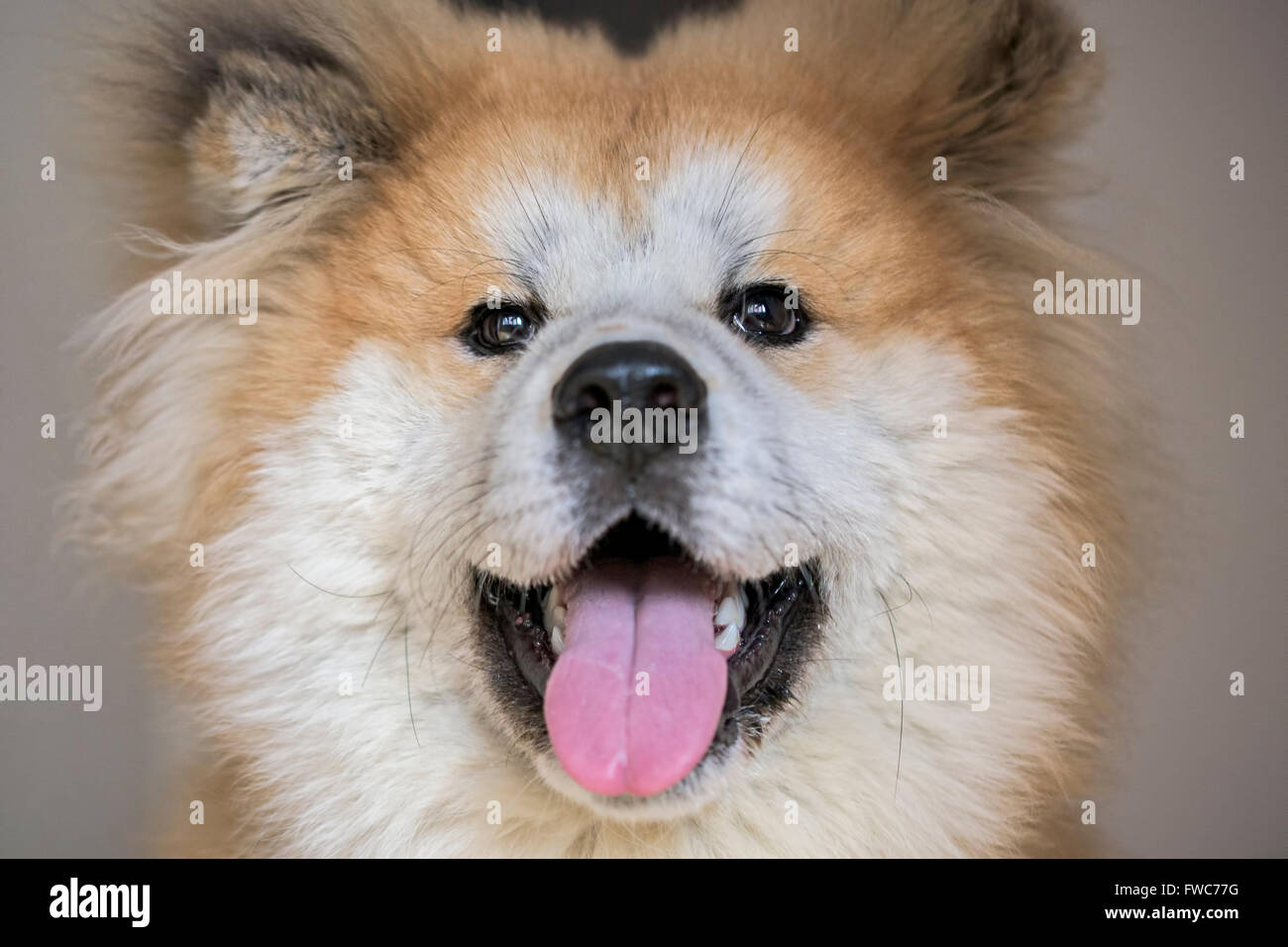 Ritratto di Akita Inu Foto Stock