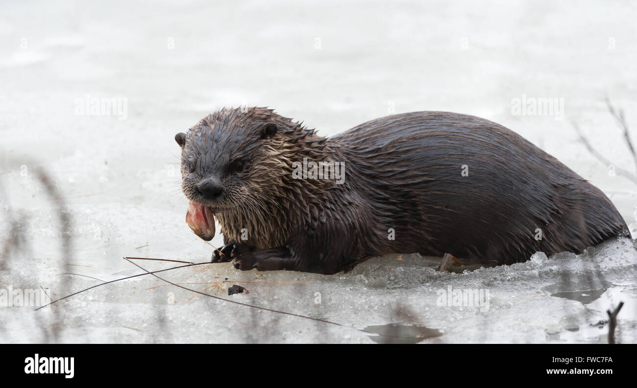 Nord America Lontra di fiume (Lutra canadensis) nel selvaggio, sulla cima di ghiaccio e la molla per mais neve sul lago Ontario, mangiare fresco pesce congelato. Foto Stock