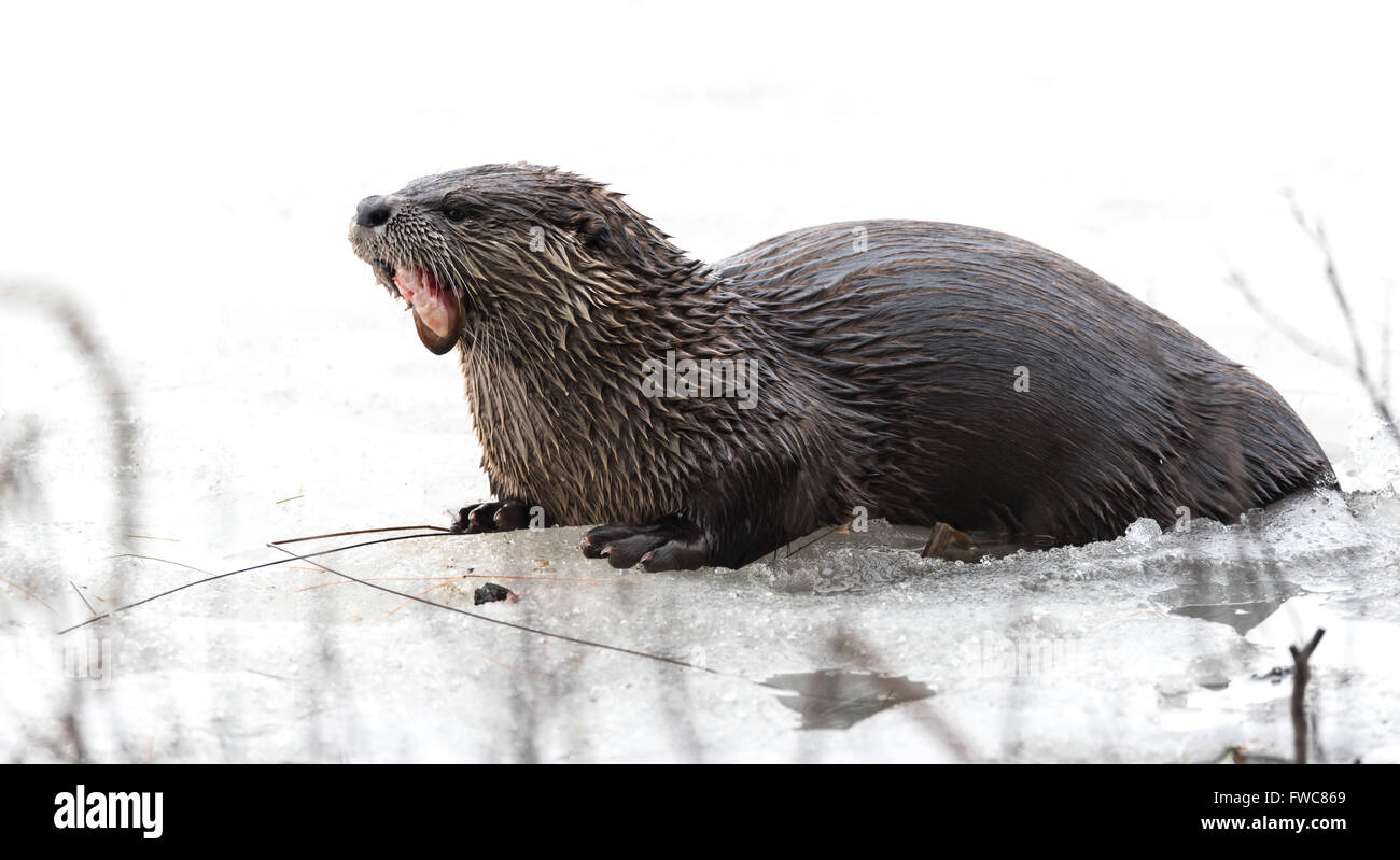 Nord America Lontra di fiume (Lutra canadensis) nel selvaggio, sulla cima di ghiaccio e la molla per mais neve sul lago Ontario, mangiare fresco pesce congelato. Foto Stock