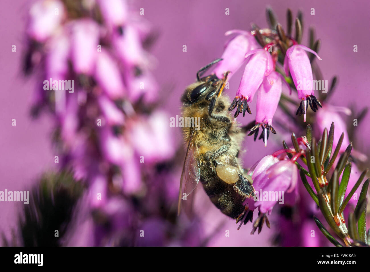 Fioritura di Erica carnea Winter Heath e impollinazione delle api su una pianta floreale Foto Stock
