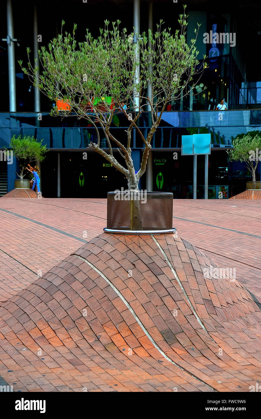 Barcellona Olive tree Foto Stock