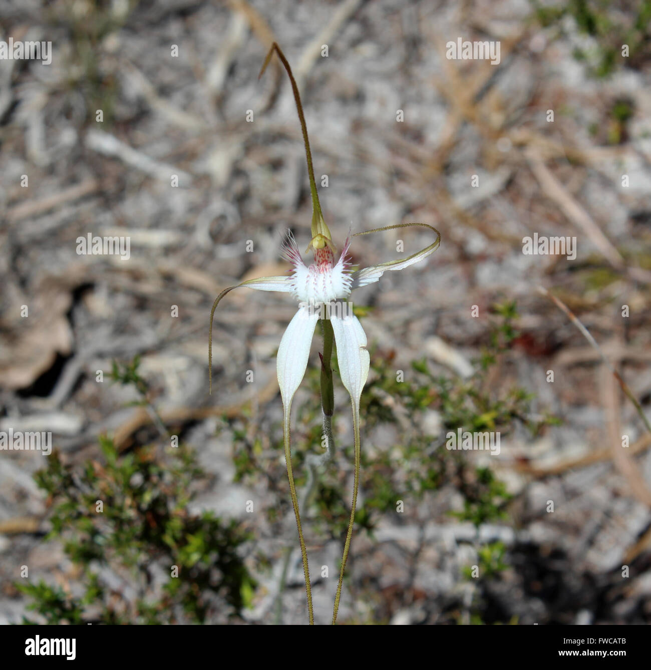Insolito Western Australian bianco e rosa spider orchid caladenia paludosa una rara specie protetta a fioritura primaverile . Foto Stock