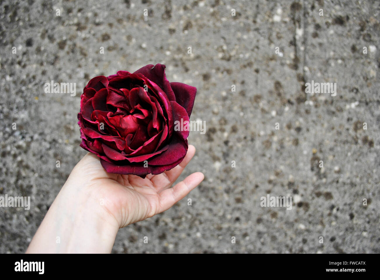 La Borgogna è salito in una mano sul grigio Sfondo maculato Foto Stock