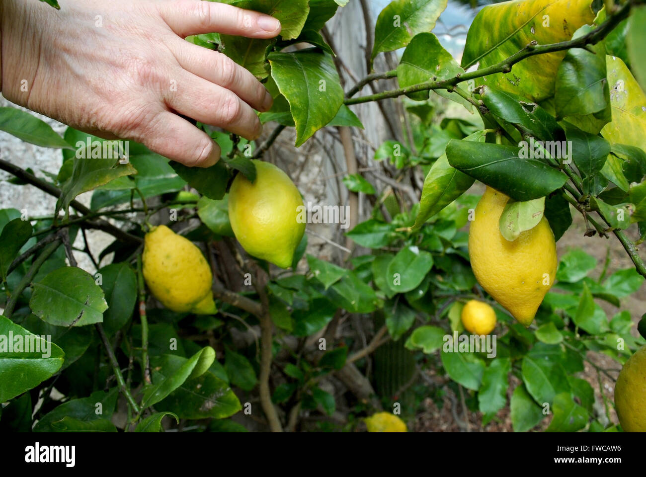 Una apertura a mano foglie della pianta di limone e scopre che molti giallo dei limoni è pronta per il raccolto Foto Stock