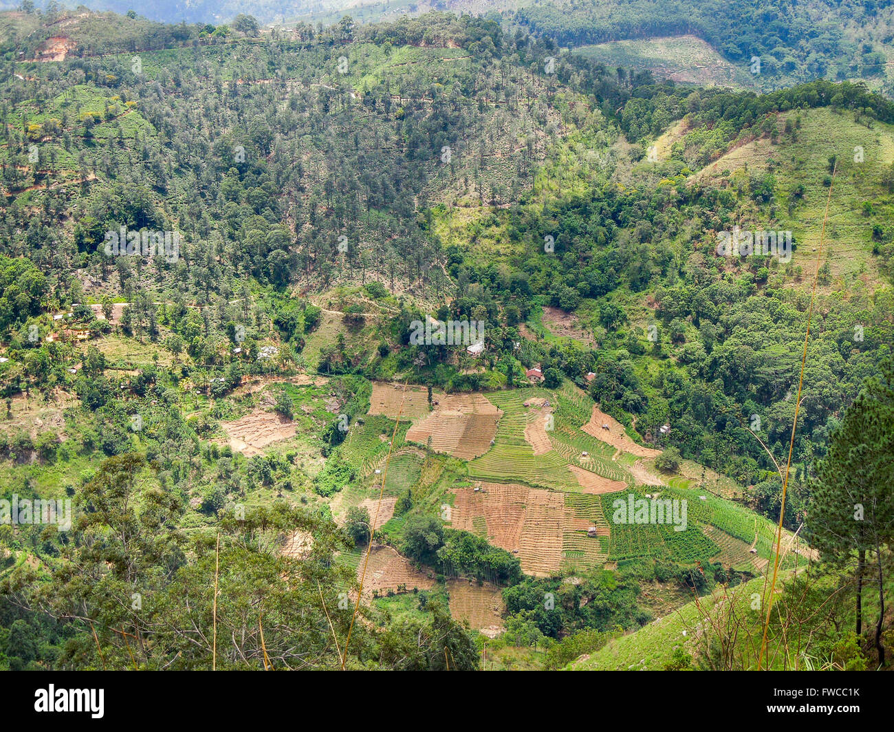 Collinare ricoperta farmland scenario in Sri Lanka Foto Stock