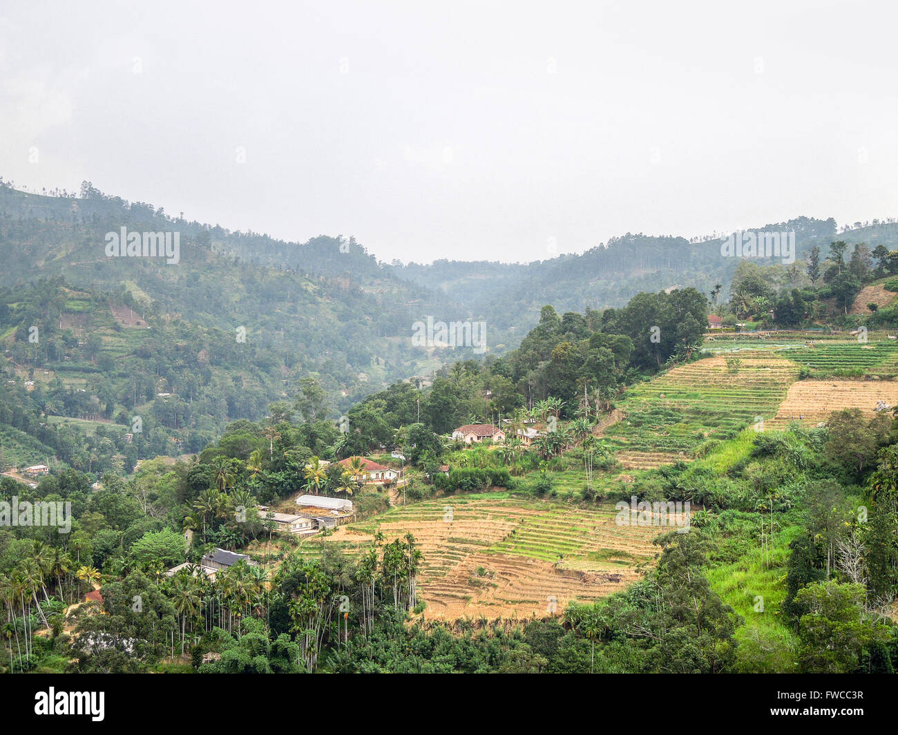 Collinare ricoperta farmland scenario in Sri Lanka Foto Stock