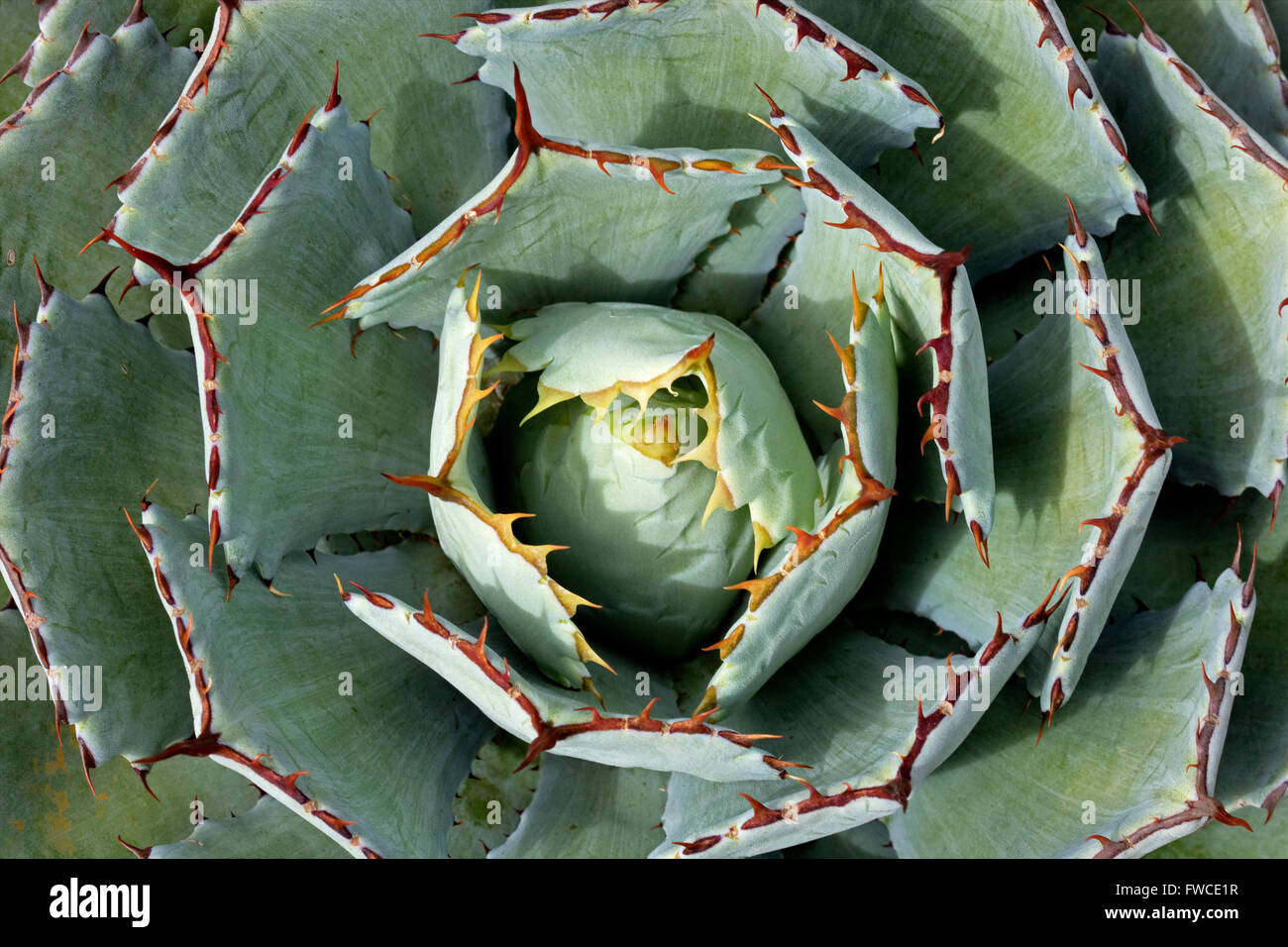 Fiori di Australia e il Regno Unito Foto Stock