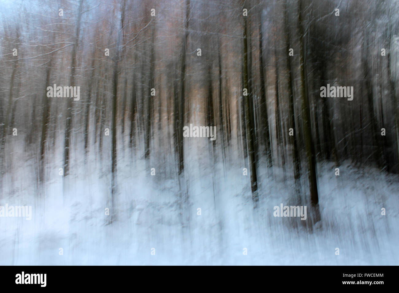 Fotocamera intenzionale o di movimento motion blur di alberi forestali dopo la nevicata nel Coed Llandegla foresta vicino Wrexham Galles Foto Stock