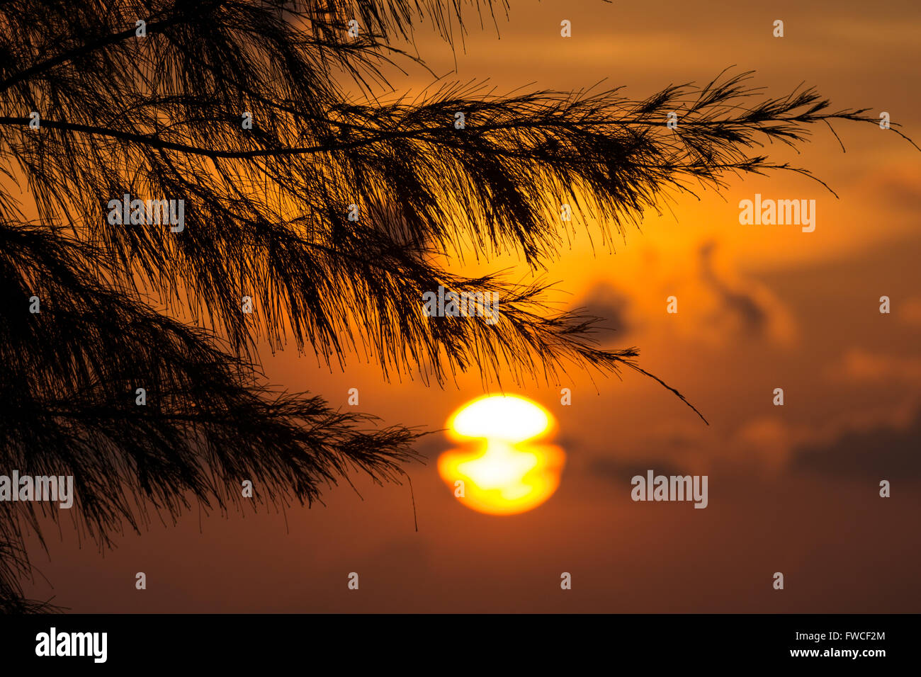 Majestic sunrise su albero di pino in Terengganu, Malaysia. Foto Stock