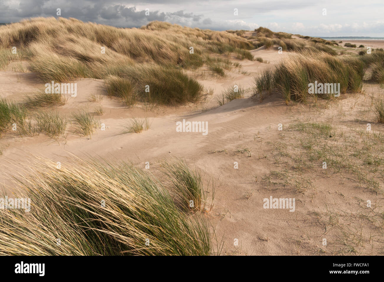 Ammophila arenaria una specie di erba anche noto marram europea erba e beachgrass sulla spiaggia Harlech SSSI nel Galles del Nord Foto Stock