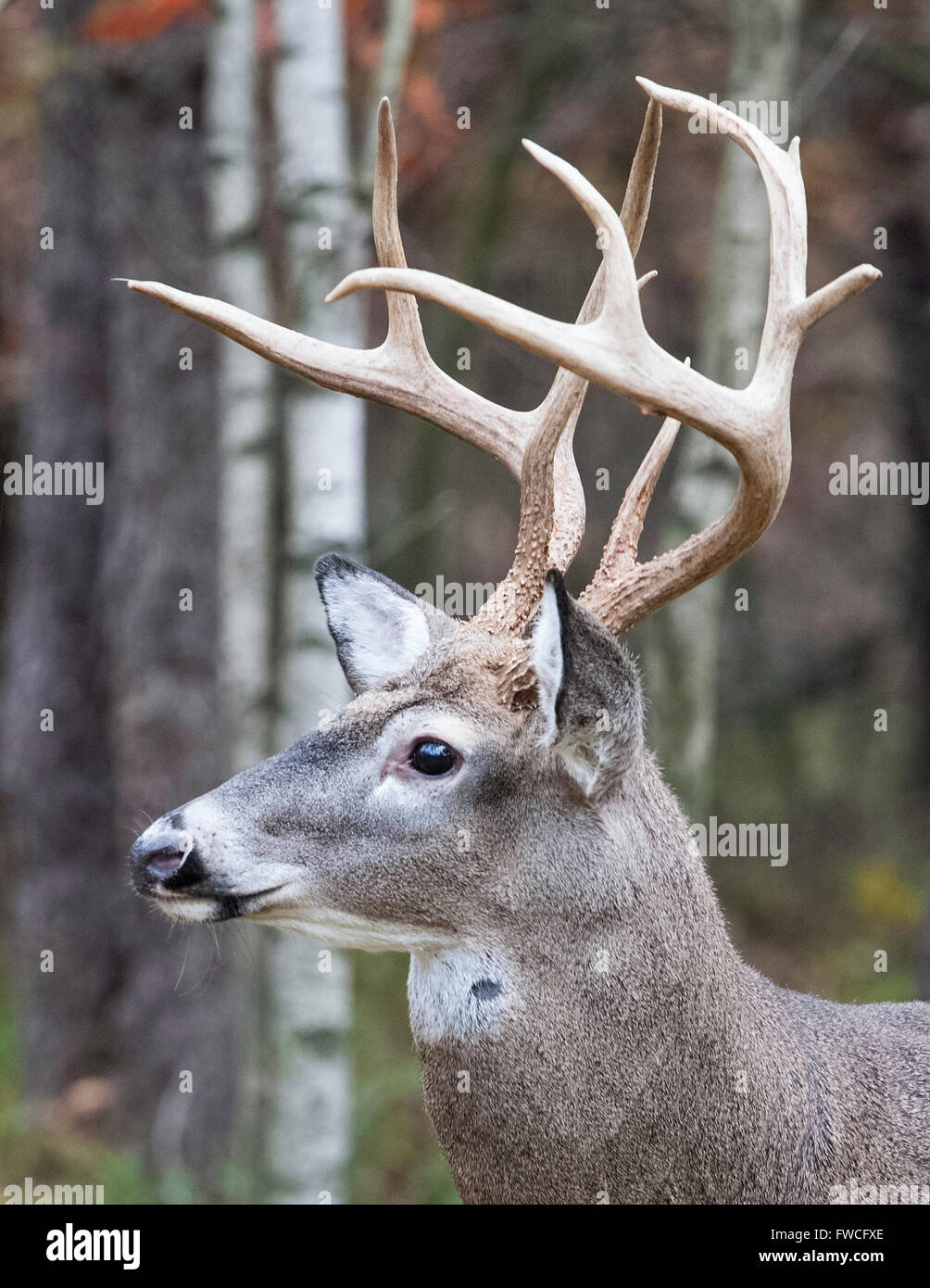 Lato ritratto della Grande Punto 8 White Tailed Buck Foto Stock