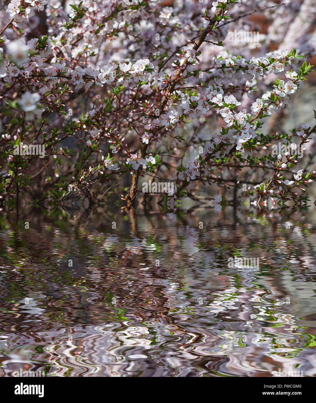 Bird-ciliegio fiori contro il cielo blu con acqua riflessione, naturale sfondo floreale Foto Stock