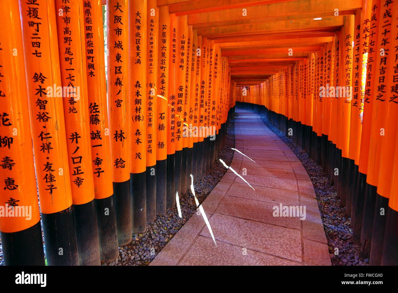 Senbon Torii, tunnel di red torii gates, A Fushimi Inari sacrario scintoista a Kyoto, Giappone Foto Stock