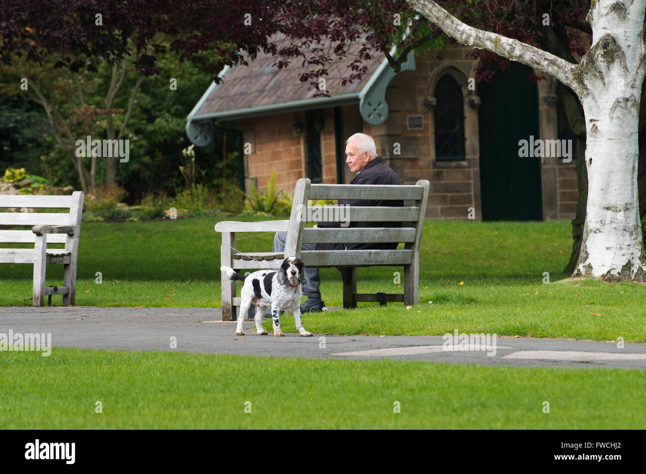 Giardini della valle, Harrogate, nello Yorkshire, Inghilterra - un uomo anziano rilassante, seduta su una panchina nel parco, il suo cane Spaniel fissando la telecamera. Foto Stock