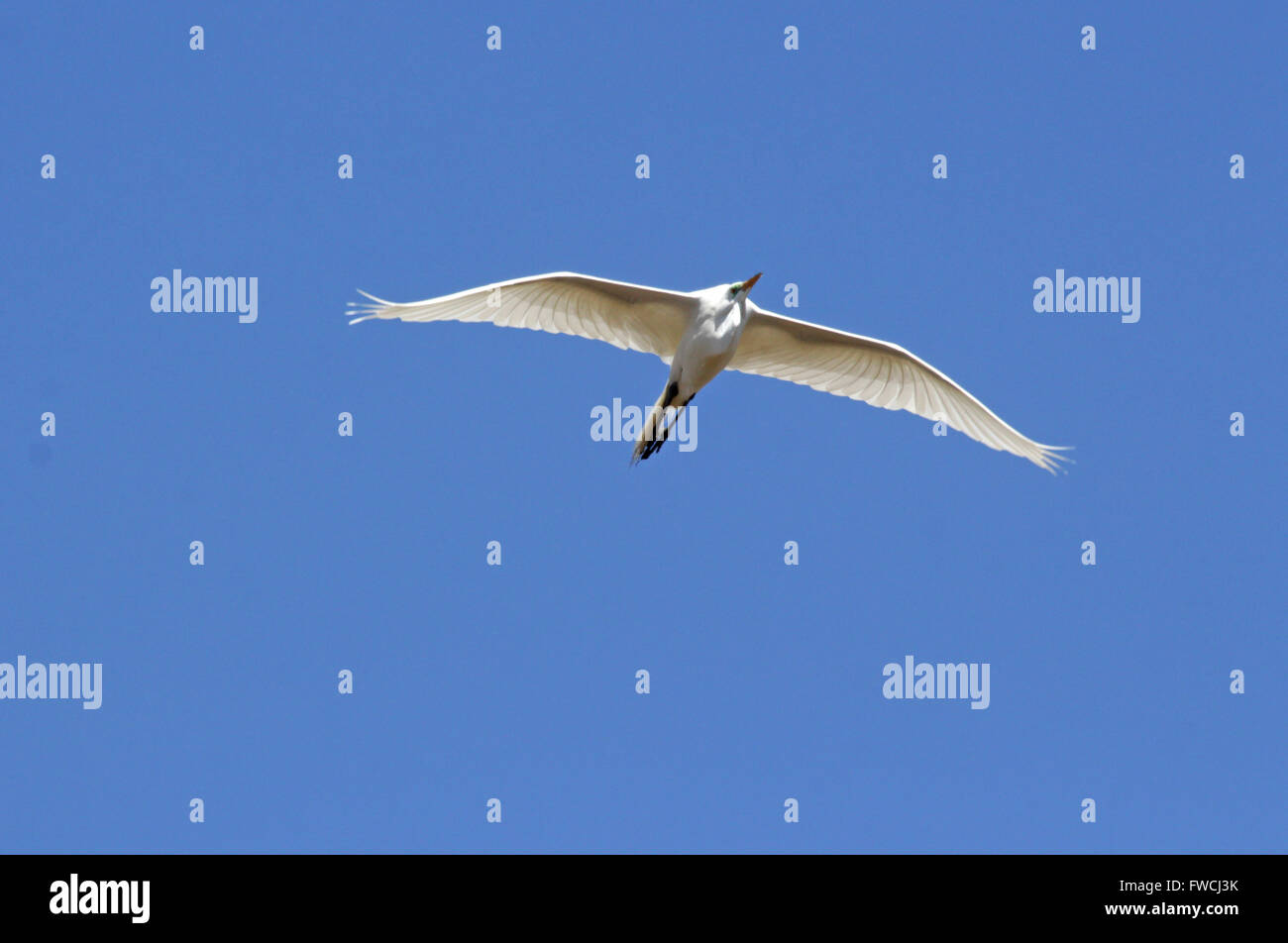 American Garzetta volando a bassa quota sopra la palude-terreno vicino a Guilford, Connecticut Foto Stock
