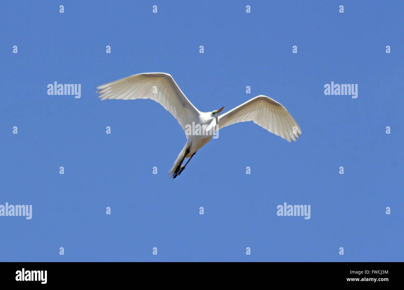 American Garzetta volando a bassa quota sopra la palude-terreno vicino a Guilford, Connecticut Foto Stock