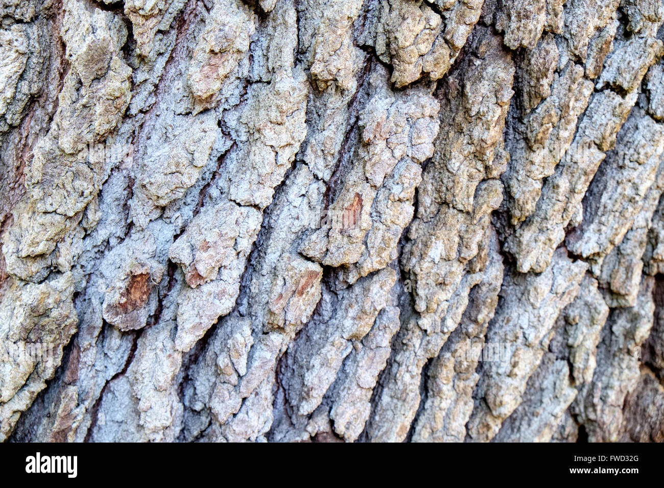 Corteccia di albero in Middleton Place, Charleston, Carolina del Sud, STATI UNITI D'AMERICA Foto Stock