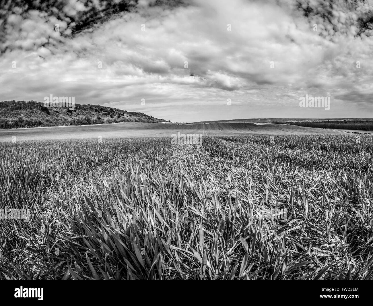 Vista grandangolare di un campo in Coldrum Kent UK in bianco e nero Foto Stock