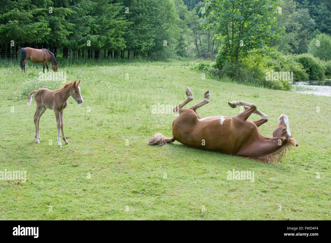 Baby cavallo guarda la madre giocare nel campo Foto Stock