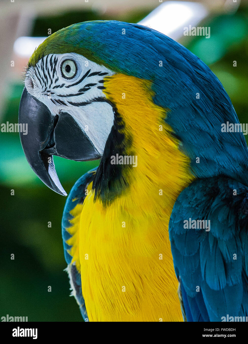 Blu e Giallo Macaw Parrot Foto Stock