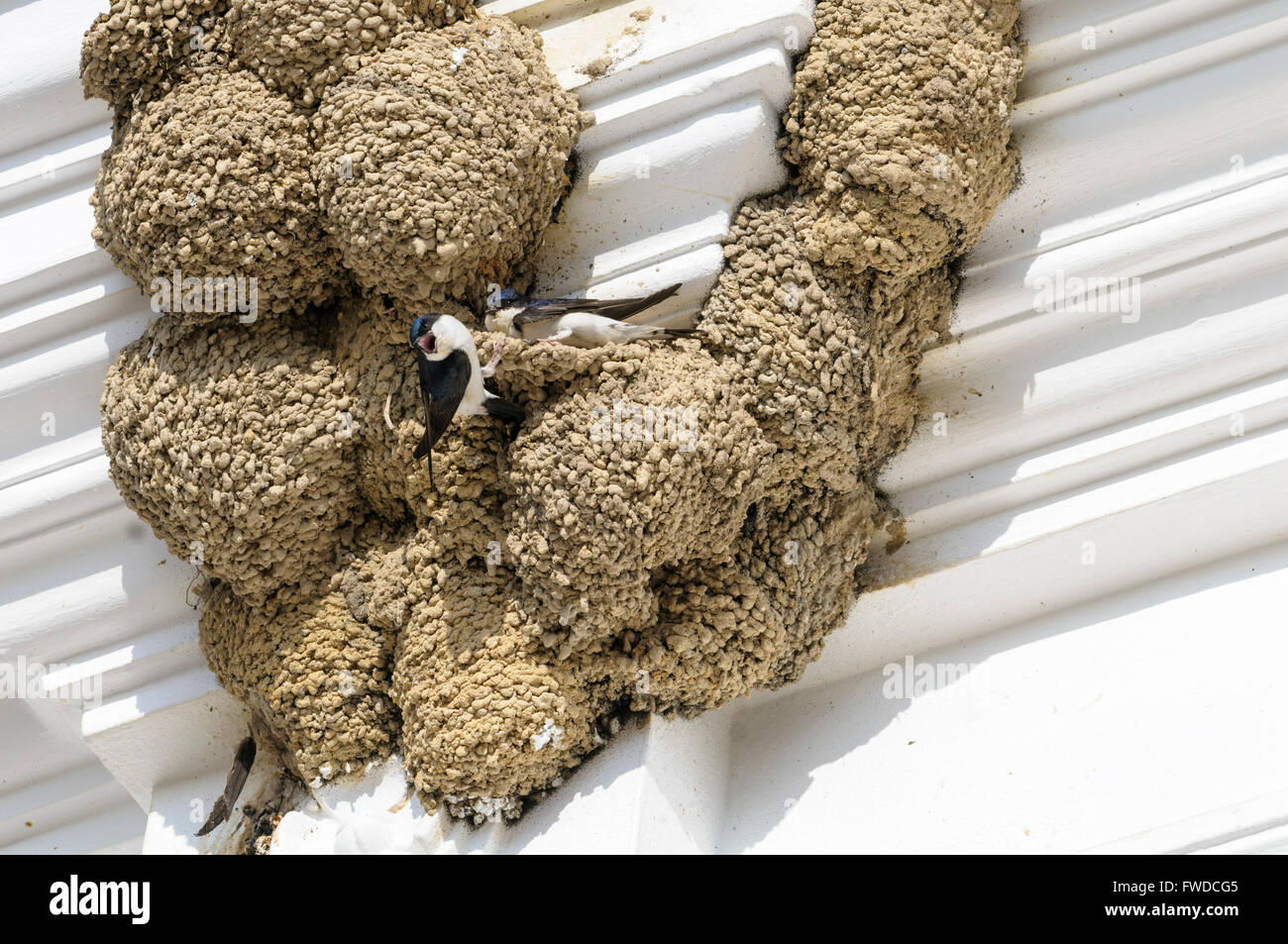 Colonia della casa comune martin (Delichon urbicum) nidi sotto il cornicione di una casa. Foto Stock