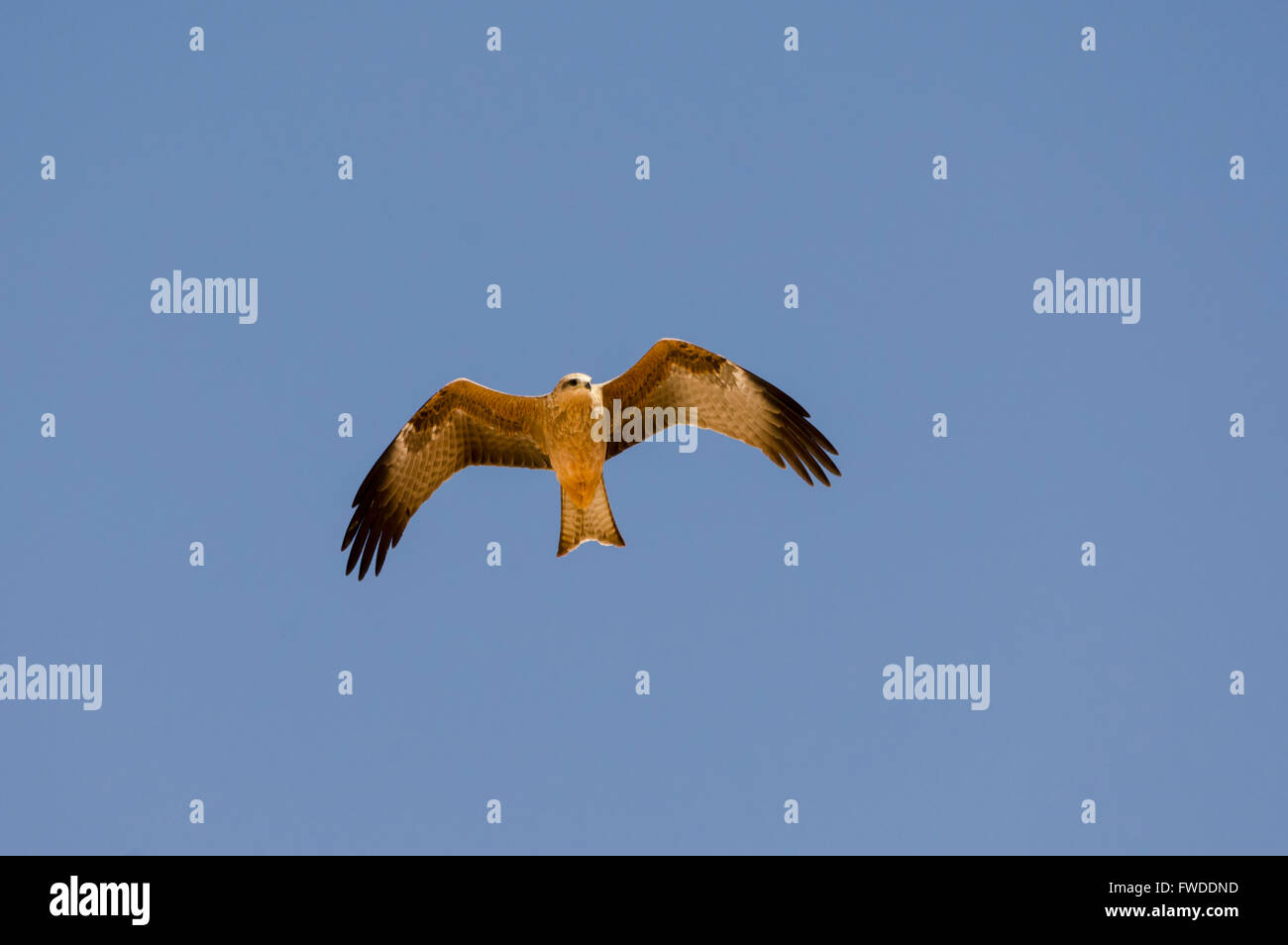 Nibbio - Milvus migrans - Queensland, Australia Foto Stock